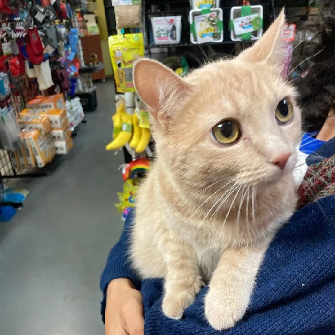 Cute looking Cat