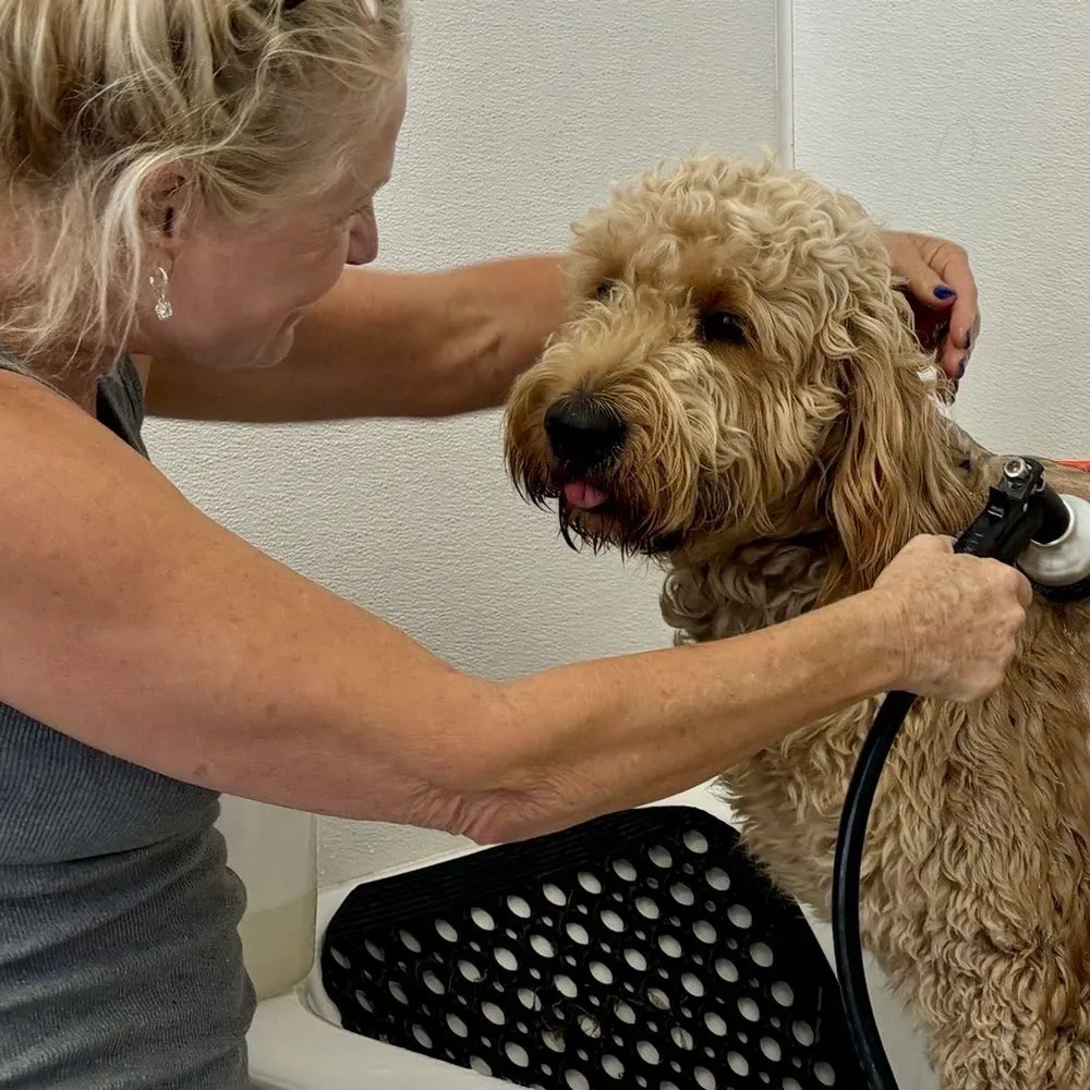 Woman giving bath to a dog