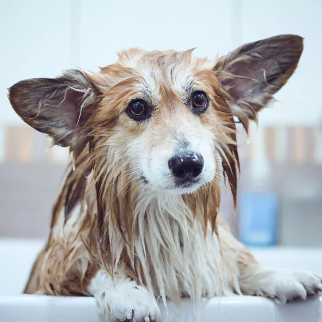 dog taking bath